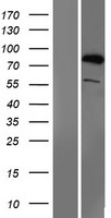 SMURF1 Protein - Western validation with an anti-DDK antibody * L: Control HEK293 lysate R: Over-expression lysate