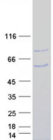 SMURF1 Protein - Purified recombinant protein SMURF1 was analyzed by SDS-PAGE gel and Coomassie Blue Staining