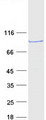 SMYD4 Protein - Purified recombinant protein SMYD4 was analyzed by SDS-PAGE gel and Coomassie Blue Staining