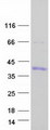 SNAI1 / SNAIL-1 Protein - Purified recombinant protein SNAI1 was analyzed by SDS-PAGE gel and Coomassie Blue Staining