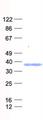 SNAI2 / SLUG Protein