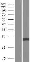 SNAP23 / SNAP-23 Protein - Western validation with an anti-DDK antibody * L: Control HEK293 lysate R: Over-expression lysate