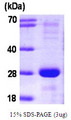 SNAP23 / SNAP-23 Protein