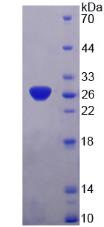 SNAP25 Protein - Recombinant Synaptosomal Associated Protein 25kDa (SNAP25) by SDS-PAGE