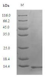 SNAP29 Protein - (Tris-Glycine gel) Discontinuous SDS-PAGE (reduced) with 5% enrichment gel and 15% separation gel.