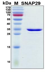 SNAP29 Protein