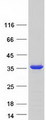 SNAP29 Protein - Purified recombinant protein SNAP29 was analyzed by SDS-PAGE gel and Coomassie Blue Staining