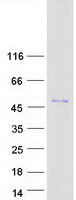 SNAP45 / SNAPC2 Protein - Purified recombinant protein SNAPC2 was analyzed by SDS-PAGE gel and Coomassie Blue Staining