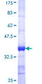 SNAP91 / AP180 Protein - 12.5% SDS-PAGE Stained with Coomassie Blue.