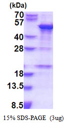 SNAPC1 Protein