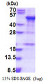 SNAPC1 Protein