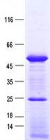SNAPC3 Protein
