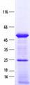 SNAPC3 Protein