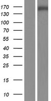 SNAPC4 Protein - Western validation with an anti-DDK antibody * L: Control HEK293 lysate R: Over-expression lysate