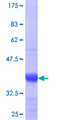 SNAPIN Protein - 12.5% SDS-PAGE Stained with Coomassie Blue.