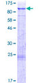SNARK / NUAK2 Protein - 12.5% SDS-PAGE of human NUAK2 stained with Coomassie Blue