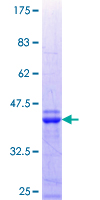 SNARK / NUAK2 Protein - 12.5% SDS-PAGE Stained with Coomassie Blue.