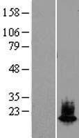 SNCA / Alpha-Synuclein Protein - Western validation with an anti-DDK antibody * L: Control HEK293 lysate R: Over-expression lysate