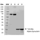 SNCA / Alpha-Synuclein Protein - SDS-PAGE of ~14 kDa Human Recombinant Alpha Synuclein Protein Monomer. Lane 1: Molecular Weight Ladder (MW). Lane 2: BSA (2.5 µg). Lane 3: BSA (5 µg). Lane 4: Alpha Synuclein Protein Monomer (2.5 µg). Lane 5: Alpha Synuclein Protein Monomer (5 µg).