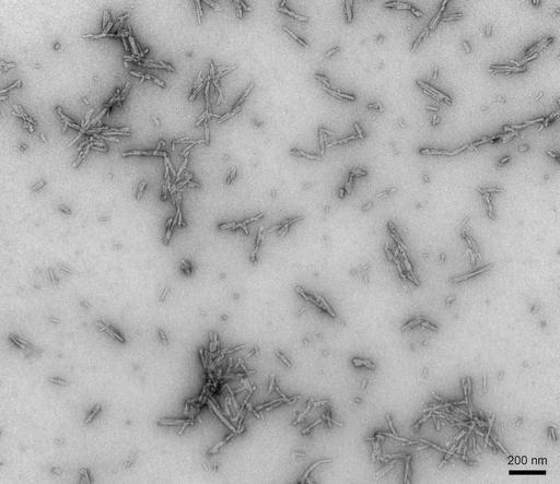 SNCA / Alpha-Synuclein Protein - TEM of Type 2 Alpha Synuclein Preformed Fibrils (PFFs)