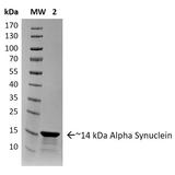 SNCA / Alpha-Synuclein Protein - SDS-PAGE of ~14 kDa Human Recombinant Alpha Synuclein Protein Preformed Fibrils (Type 2). Lane 1: Molecular Weight Ladder (MW). Lane 2: Alpha Synuclein Protein Preformed Fibrils.