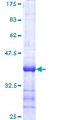 SNCA / Alpha-Synuclein Protein - 12.5% SDS-PAGE Stained with Coomassie Blue.