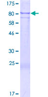 SNED1 Protein - 12.5% SDS-PAGE of human SNED1 stained with Coomassie Blue