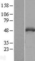 SNIP1 Protein - Western validation with an anti-DDK antibody * L: Control HEK293 lysate R: Over-expression lysate