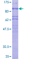 SNK / PLK2 Protein - 12.5% SDS-PAGE of human PLK2 stained with Coomassie Blue