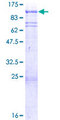 SNK / PLK2 Protein - 12.5% SDS-PAGE of human PLK2 stained with Coomassie Blue