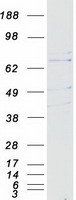 SNK / PLK2 Protein - Purified recombinant protein PLK2 was analyzed by SDS-PAGE gel and Coomassie Blue Staining