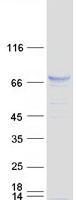 SNPH Protein - Purified recombinant protein SNPH was analyzed by SDS-PAGE gel and Coomassie Blue Staining