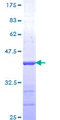 SNRK Protein - 12.5% SDS-PAGE Stained with Coomassie Blue.