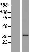 SNRNP35 Protein - Western validation with an anti-DDK antibody * L: Control HEK293 lysate R: Over-expression lysate