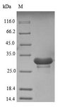 SNRP70 / SNRNP70 Protein - (Tris-Glycine gel) Discontinuous SDS-PAGE (reduced) with 5% enrichment gel and 15% separation gel.