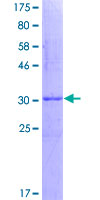 SNRPB / COD Protein - 12.5% SDS-PAGE Stained with Coomassie Blue.