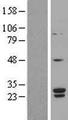 SNRPB2 Protein - Western validation with an anti-DDK antibody * L: Control HEK293 lysate R: Over-expression lysate