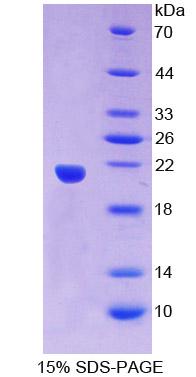 SNRPC / U1C Protein - Recombinant Small Nuclear Ribonucleoprotein Polypeptide C By SDS-PAGE