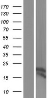 SNRPD1 / SMD1 Protein - Western validation with an anti-DDK antibody * L: Control HEK293 lysate R: Over-expression lysate