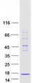 SNRPD2 Protein - Purified recombinant protein SNRPD2 was analyzed by SDS-PAGE gel and Coomassie Blue Staining