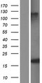 SNRPD3 Protein - Western validation with an anti-DDK antibody * L: Control HEK293 lysate R: Over-expression lysate