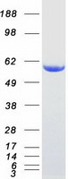 SNTA1 / Syntrophin Alpha 1 Protein - Purified recombinant protein SNTA1 was analyzed by SDS-PAGE gel and Coomassie Blue Staining