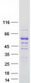 SNTB2 Protein - Purified recombinant protein SNTB2 was analyzed by SDS-PAGE gel and Coomassie Blue Staining