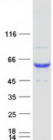 SNTG1 Protein - Purified recombinant protein SNTG1 was analyzed by SDS-PAGE gel and Coomassie Blue Staining
