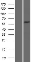 SNTG2 / SYN5 Protein - Western validation with an anti-DDK antibody * L: Control HEK293 lysate R: Over-expression lysate