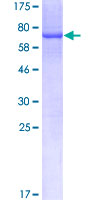 SNUPN Protein - 12.5% SDS-PAGE of human RNUT1 stained with Coomassie Blue