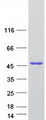 SNUPN Protein - Purified recombinant protein SNUPN was analyzed by SDS-PAGE gel and Coomassie Blue Staining