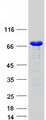 SNX1 Protein - Purified recombinant protein SNX1 was analyzed by SDS-PAGE gel and Coomassie Blue Staining
