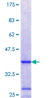 SNX13 Protein - 12.5% SDS-PAGE Stained with Coomassie Blue.