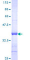 SNX15 Protein - 12.5% SDS-PAGE Stained with Coomassie Blue.